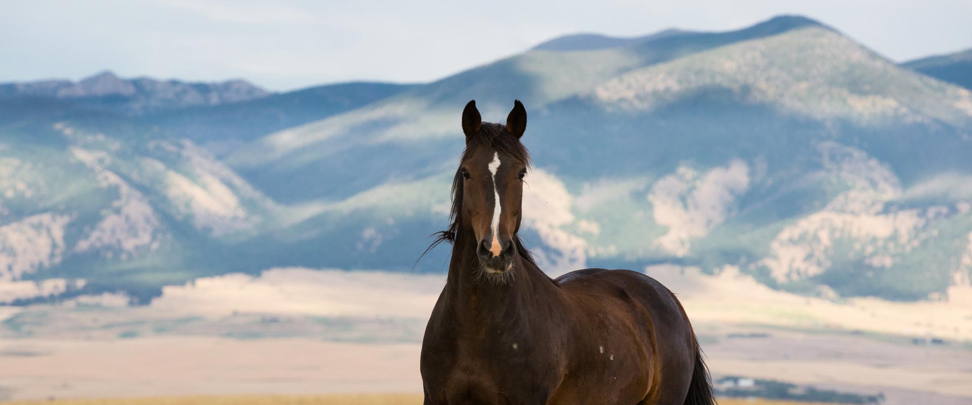 Lone Star Staffing logo