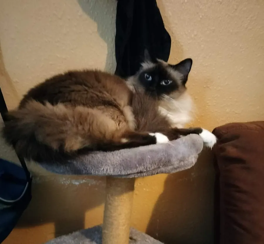 AVID Technical Resources